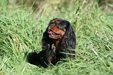 CAVALIER KING CHARLES 680